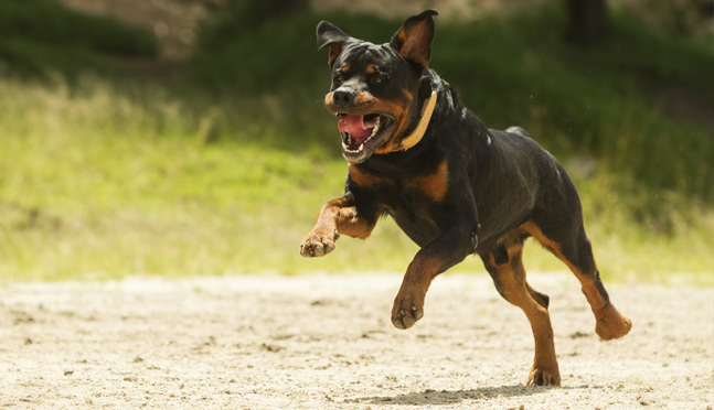 Dog running with mouth open - dog bite claims in CA