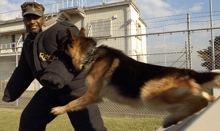 German Shepherd dog jumping to attack man 