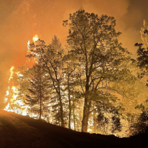 Dixie Fire Recovery Options: How You Can Obtain Dixie Fire Compensation