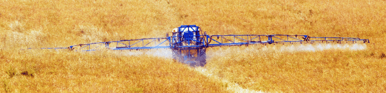 Blue tractor in the middle of wheat field