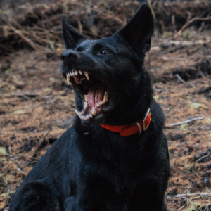 Aggressive dog growling in woods
