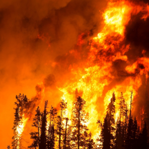 California Civil Wildfire Laws