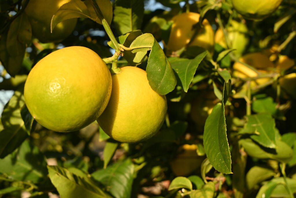A closeup of yellow lemons hanging off of the tree.