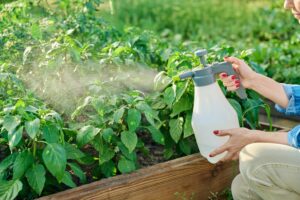 A woman applying pesticides from a white spray bottle to her plants.