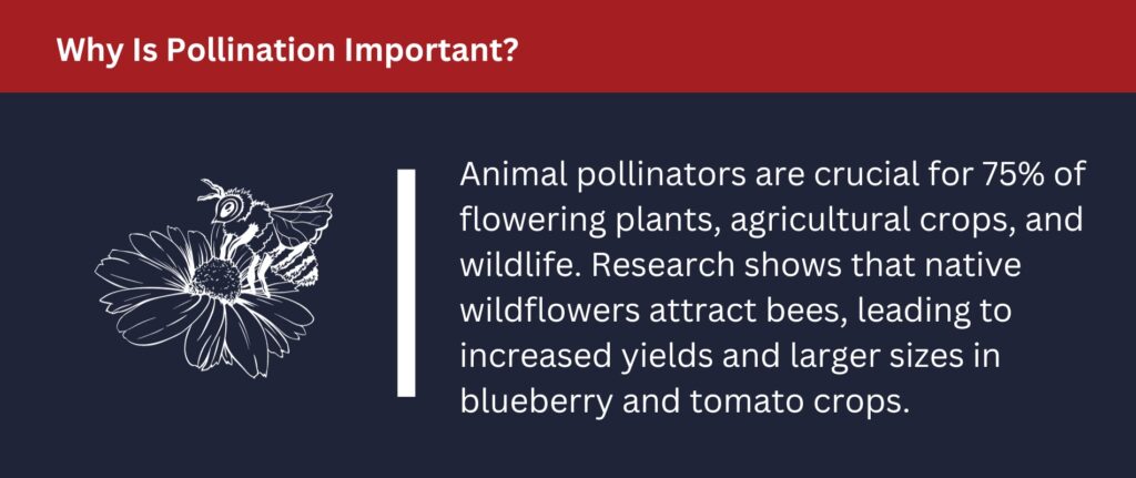 Animal pollinators are crucial for plants, crops and wildlife.