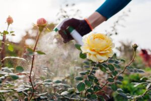 A hand spraying pesticides next to a beautiful yellow rose.