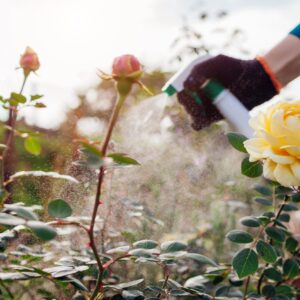 A hand spraying pesticides next to a beautiful yellow rose.