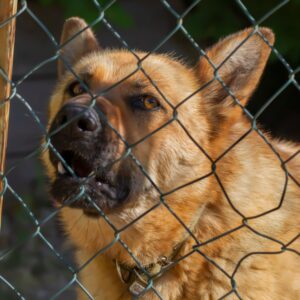 An agitated dog growling behind a chainlink fence.