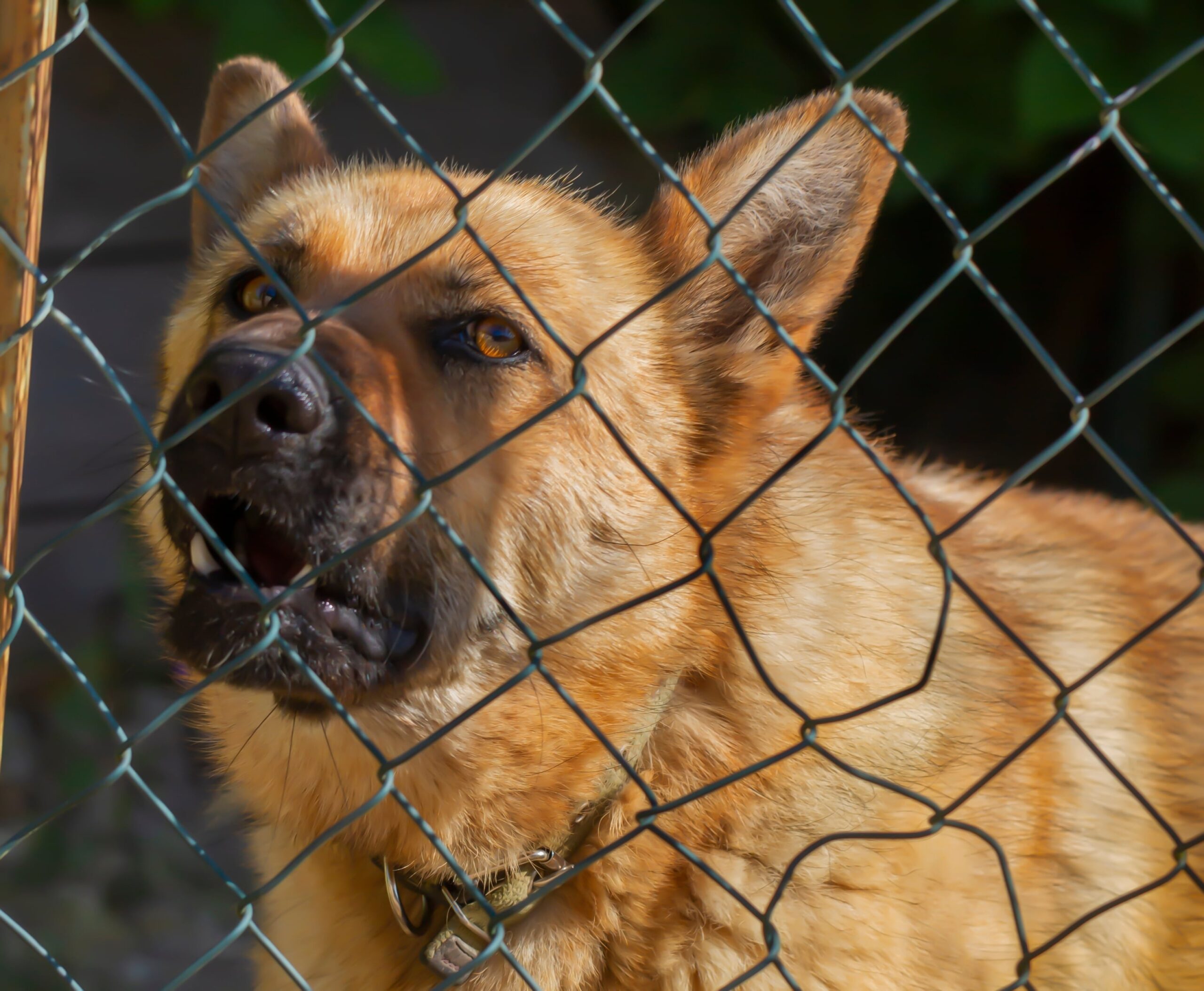 An agitated dog growling behind a chainlink fence.