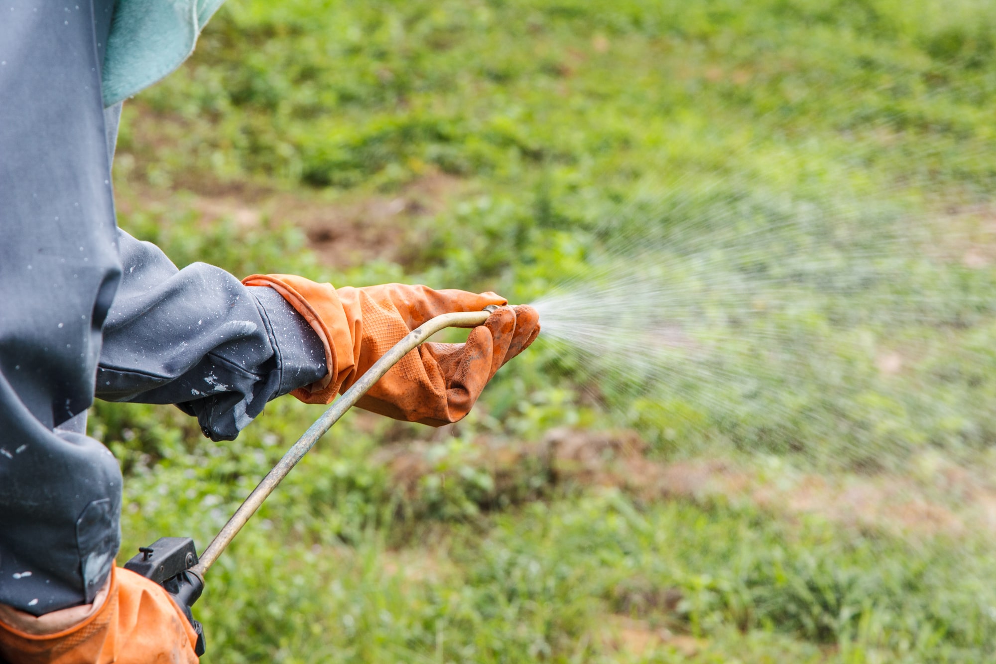 Gardener spraying pesticides on crops