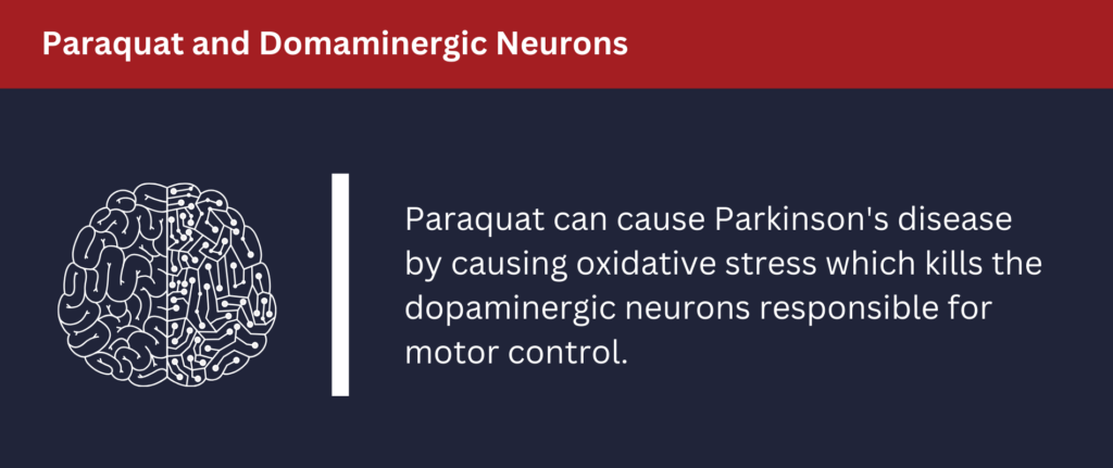 Paraquat and Domaminergic Neurons: Paraquat can cause Parkinson's disease by causing oxidative stress which kills the dopaminergic neurons responsible for neuron control.