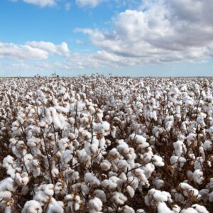 A cotton field.