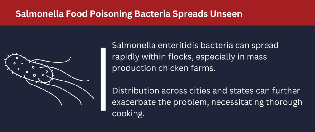 Salmonella bacteria can spread rapidly within flocks.