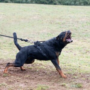 Dog snapping angrily in the middle of a grassy field.