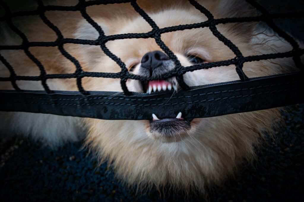 Angry dog biting a net.