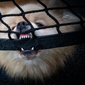 Angry dog biting a net.