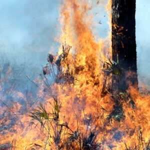 Wildfire blazing across a pine tree.