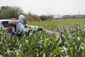 Farmer spraying field with paraquat