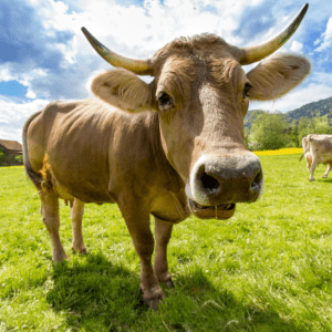 Livestock and Animal Car Accident Lawyers in California