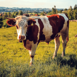 Livestock and Animal Car Accident Lawyers in California