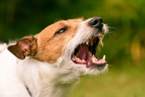 A dog barking aggressively.