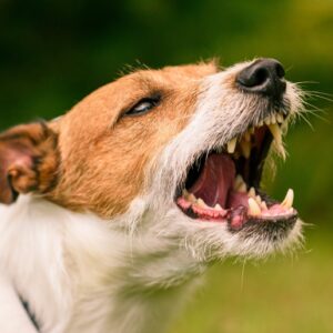 A dog barking aggressively.