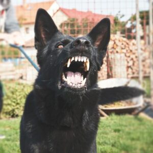 An aggressive dog pulling at the leash of his owner preparing to bite.